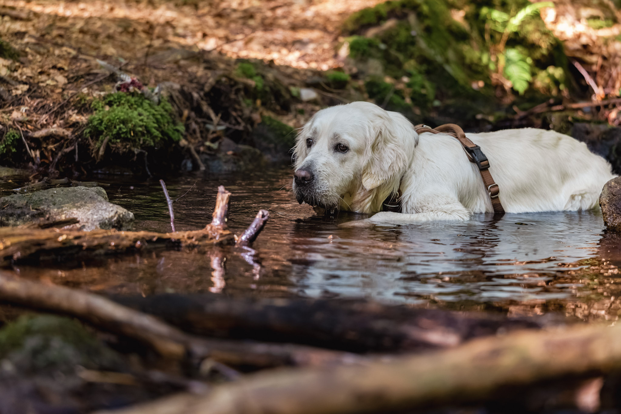 Hund beim Spielen im Wasser