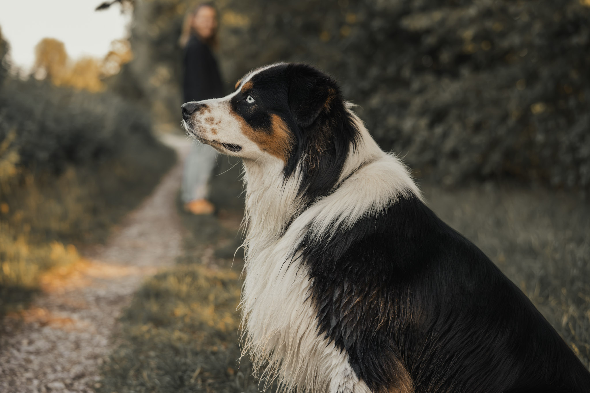 Hundeshooting