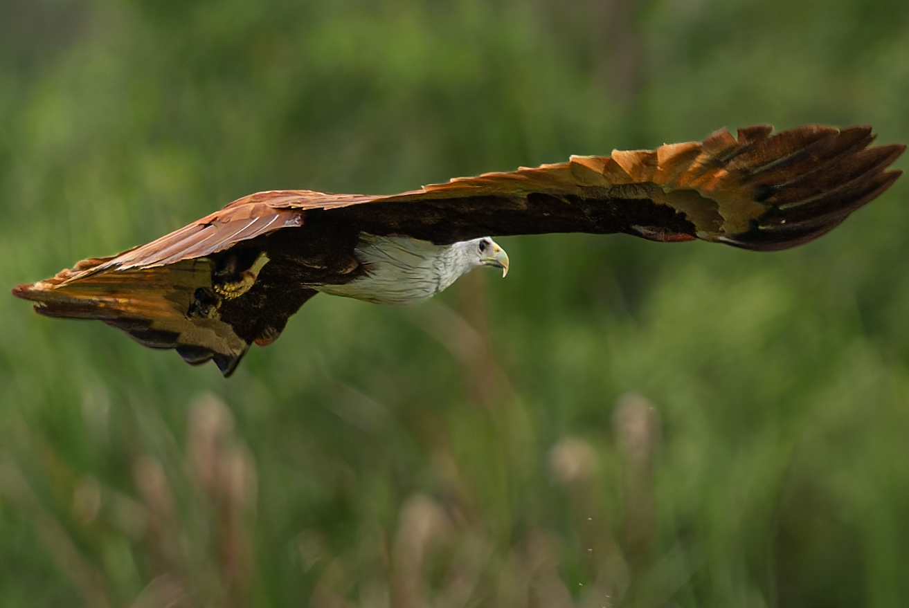 Eagle Fly