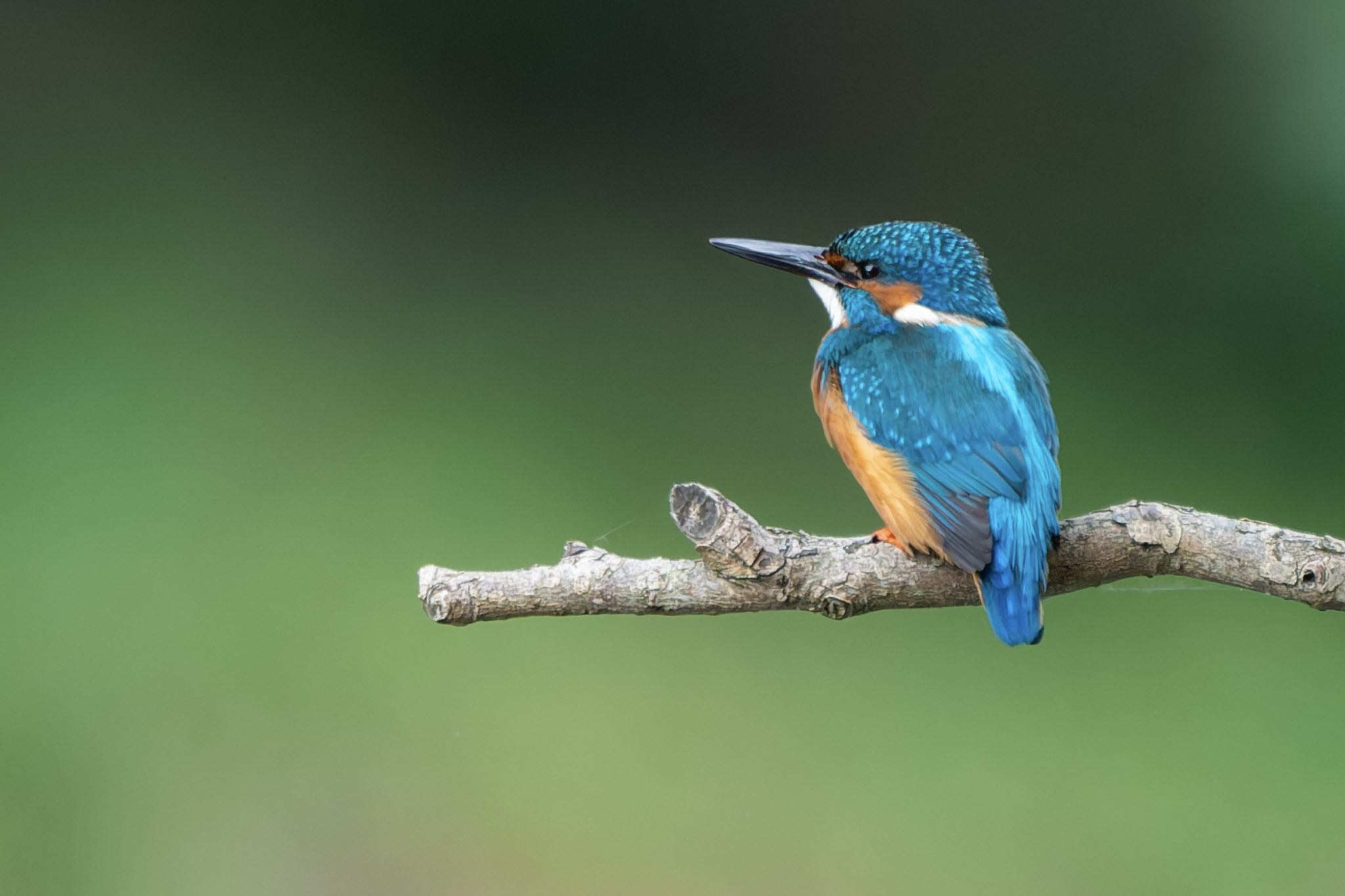 Kingfisher