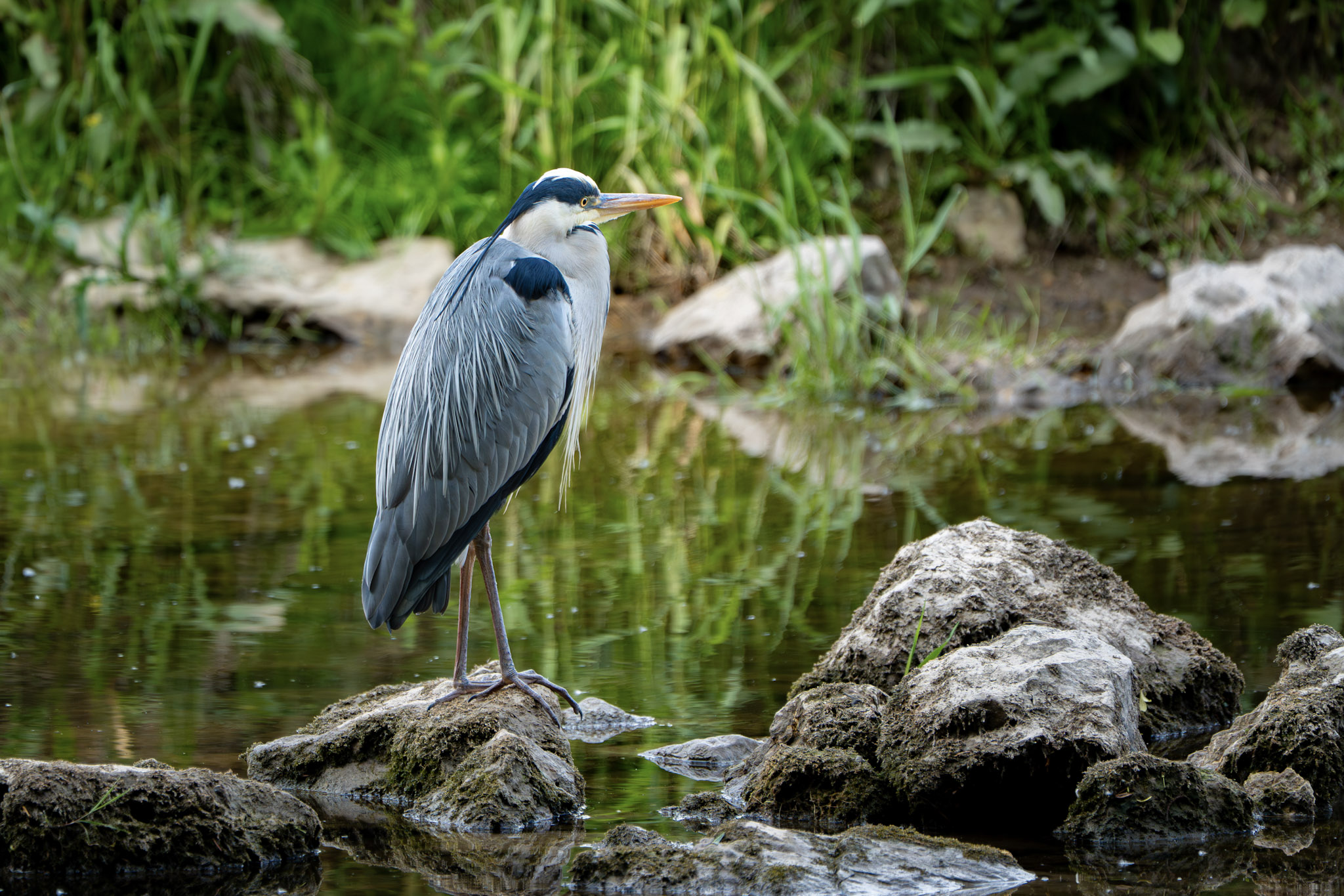 Reiher Donau